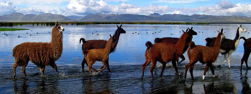 Laguna Chinchaycocha